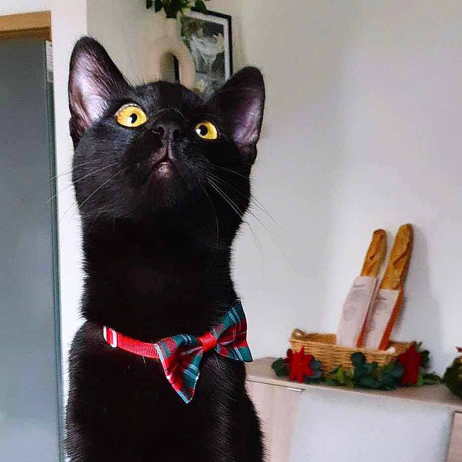 Tonka a rejoint le concours — aidez-le/la à gagner de superbes lots ! abyssinian, accessories, animal, basket, bird, blackbird, blackcat, cat, egyptiancat, formalwear, jar, kitten, manx, pet, plant, planter, pottedplant, pottery, tie, vase