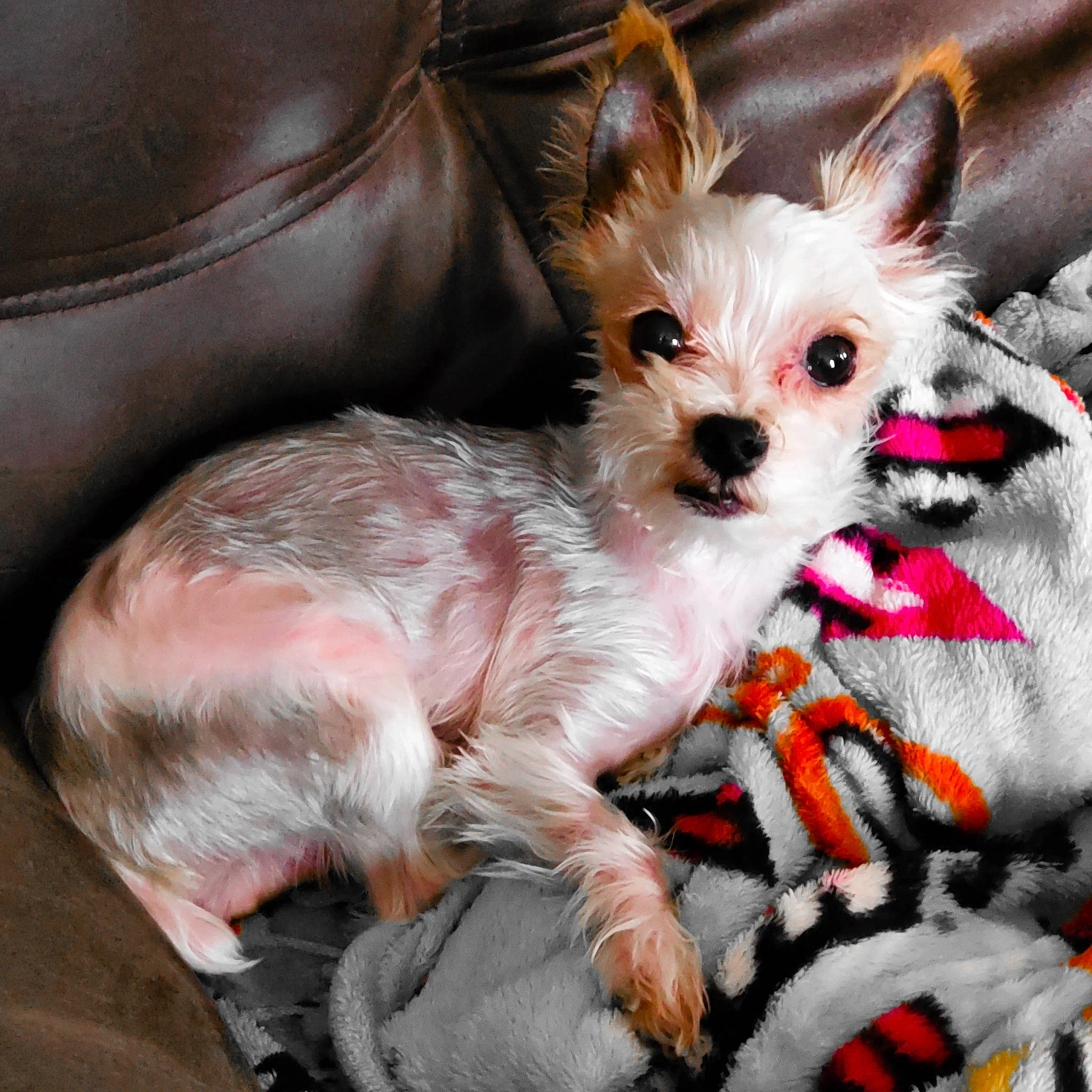 Bentley is registered to the contest to win money with this photo: canidae, carnivore, chihuahua, comfort, companion_dog, corgi_chihuahua, dog, dog_breed, dog_supply, ear, fashion_accessory, fawn, fur, paw, small_terrier, snout, sporting_group, toy_dog, whiskers, working_animal