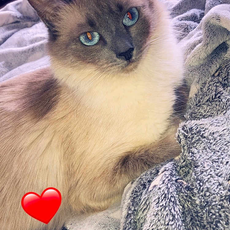 Smarties a rejoint le concours — aidez-le/la à gagner de superbes lots ! animal, blanket, cat, heart, homedecor, kitten, linen, manx, pet, quilt, siamese, symbol, towel