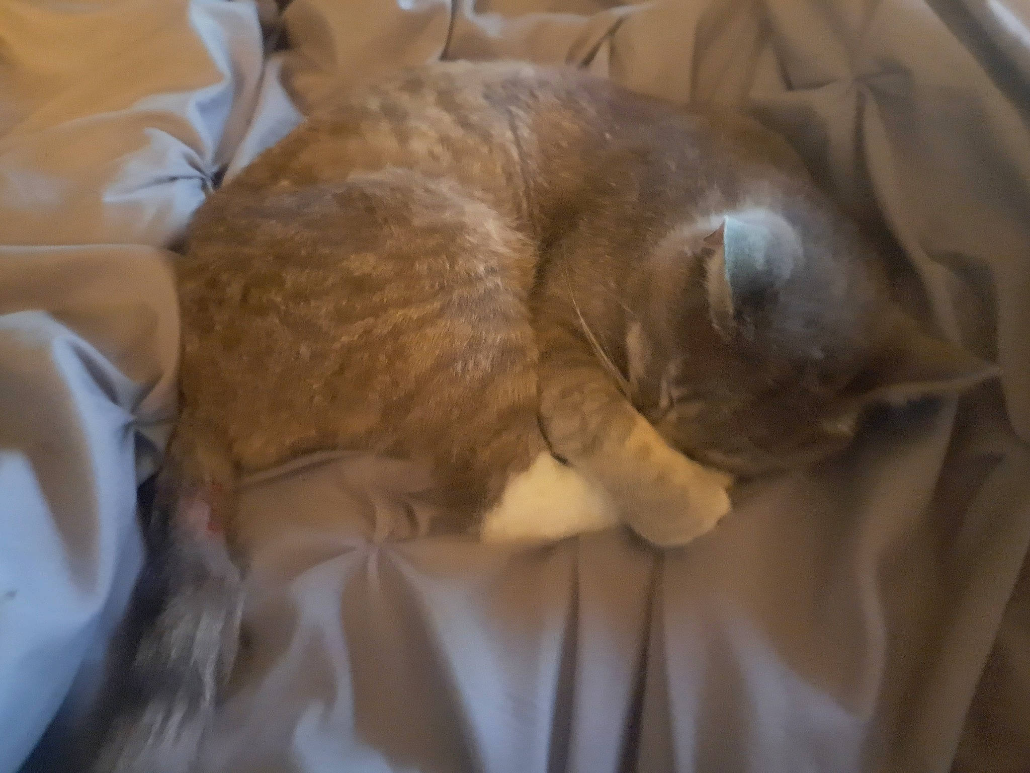 Little'S joined the competition — help win amazing prizes! canidae, carnivore, cat, claw, comfort, companion_dog, domestic_short_haired_cat, fawn, felidae, fur, linens, nap, small_to_medium_sized_cats, sporting_group, tail, terrestrial_animal, whiskers, wood