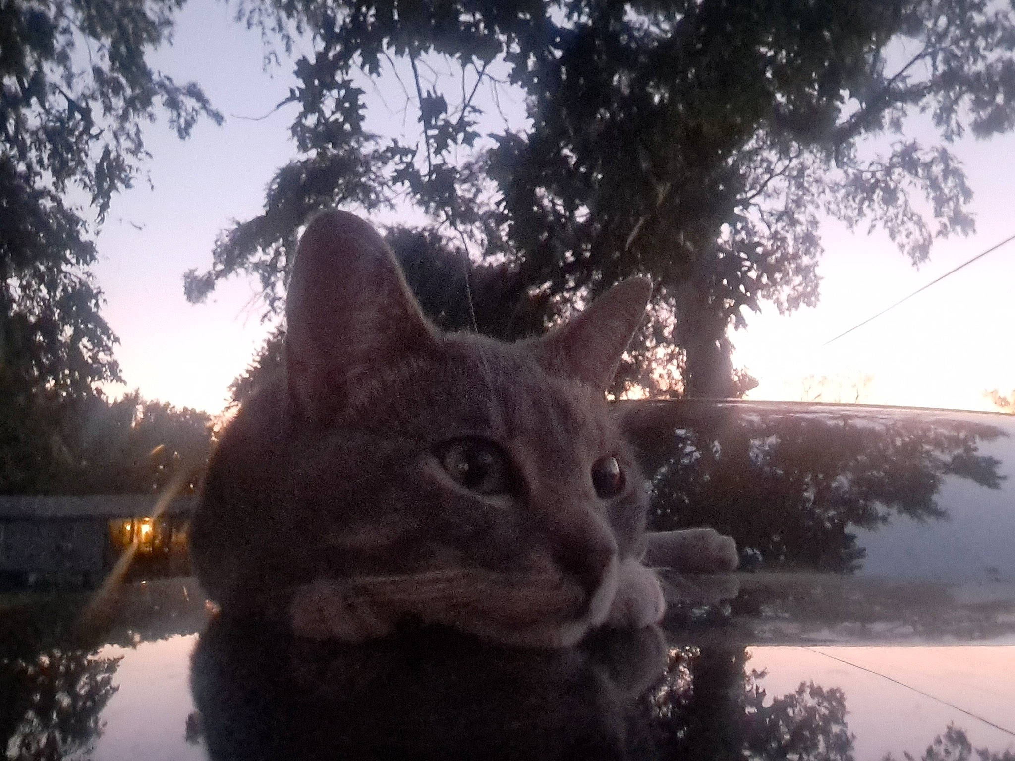 Little'S joined the competition — help win amazing prizes! automotive_exterior, automotive_lighting, carnivore, cat, domestic_short_haired_cat, evening, felidae, fur, grass, landscape, plant, sky, small_to_medium_sized_cats, tail, tints_and_shades, tree, trunk, twig, whiskers, wood