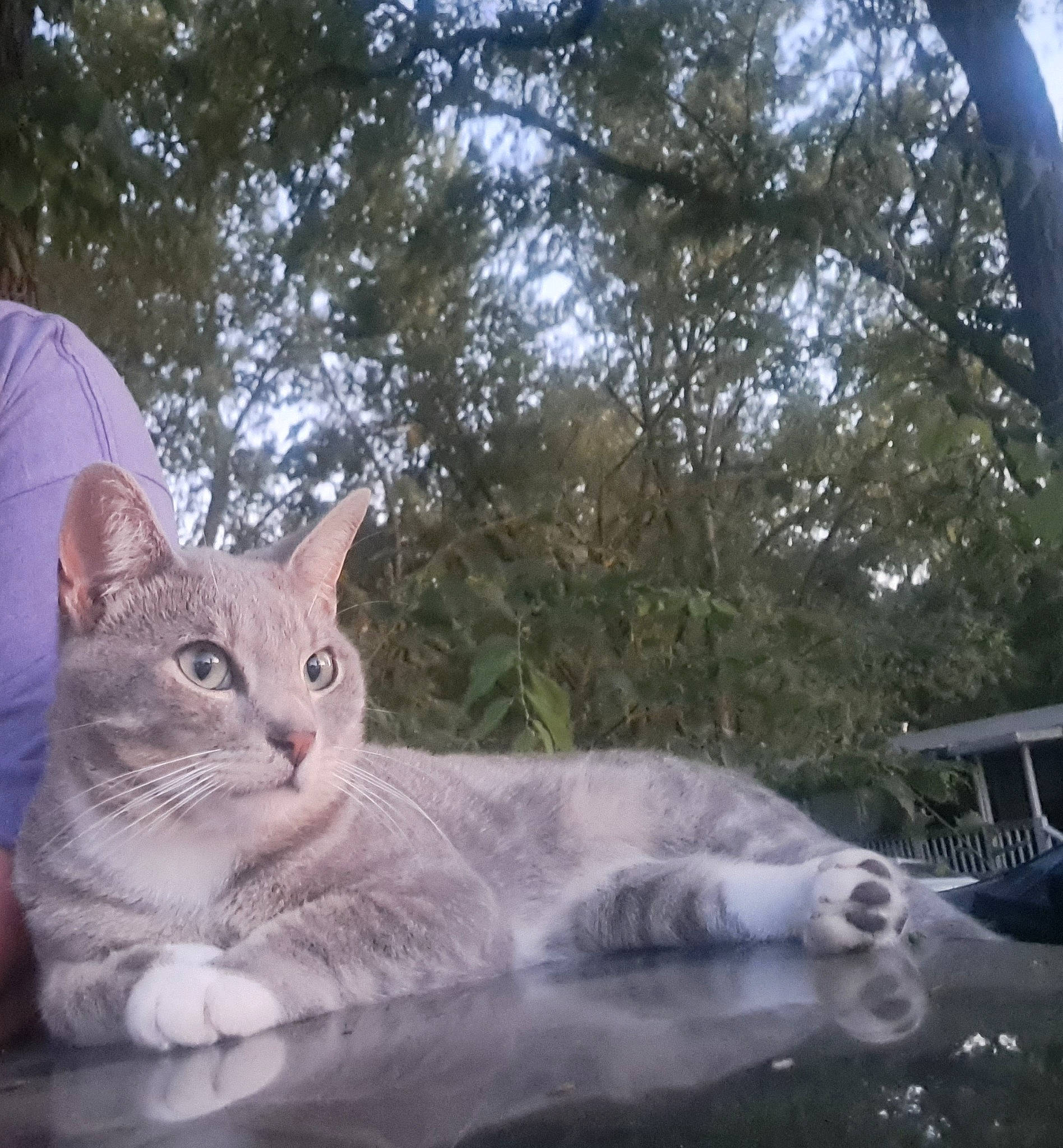 Little'S joined the competition — help win amazing prizes! carnivore, cat, cat_furniture, domestic_short_haired_cat, felidae, fur, grass, paw, photo_caption, plant, sitting, small_to_medium_sized_cats, snout, tail, tree, water, whiskers, wildlife, windshield