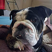 Brian joined the competition — help win amazing prizes! animal, blanket, bulldog, cabinet, close_up, companion, cozy, cute, dog, face, fur, furniture, indoor, looking_away, mammal, paw, pet, portrait, quilt, resting