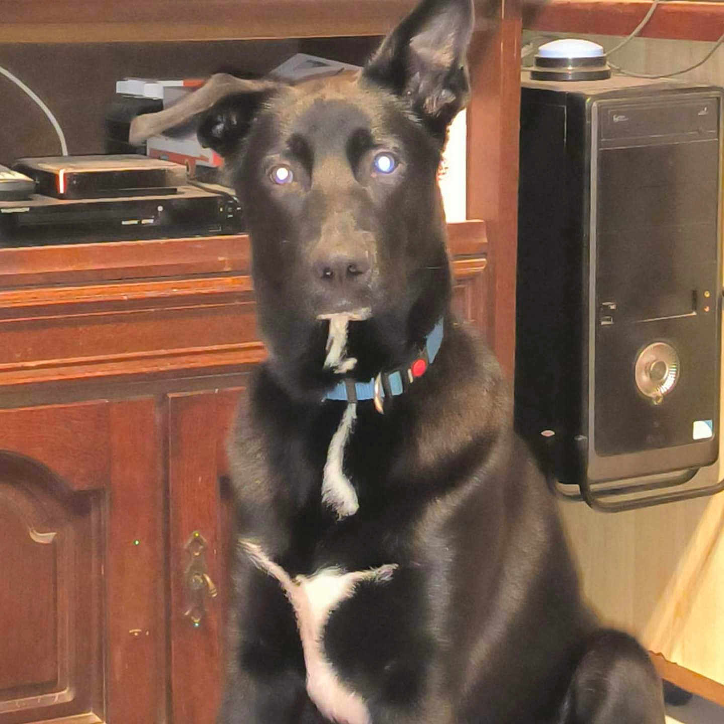 Sultan a rejoint le concours — aidez-le/la à gagner de superbes lots ! alert, black_dog, black_fur, collar, companion, computer_tower, dog, domestic_animal, ears_up, electronic_device, floor, household, indoor, looking_at_camera, medium_sized_dog, pet, sitting, table, white_patch, wooden_furniture