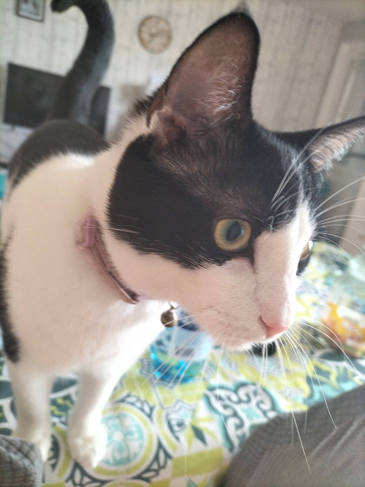 Pompon a rejoint le concours — aidez-le/la à gagner de superbes lots ! carnivore, cat, cat_supply, claw, collar, comfort, domestic_short_haired_cat, felidae, fur, mammal, paw, pet_supply, small_to_medium_sized_cats, snout, tail, water, whiskers