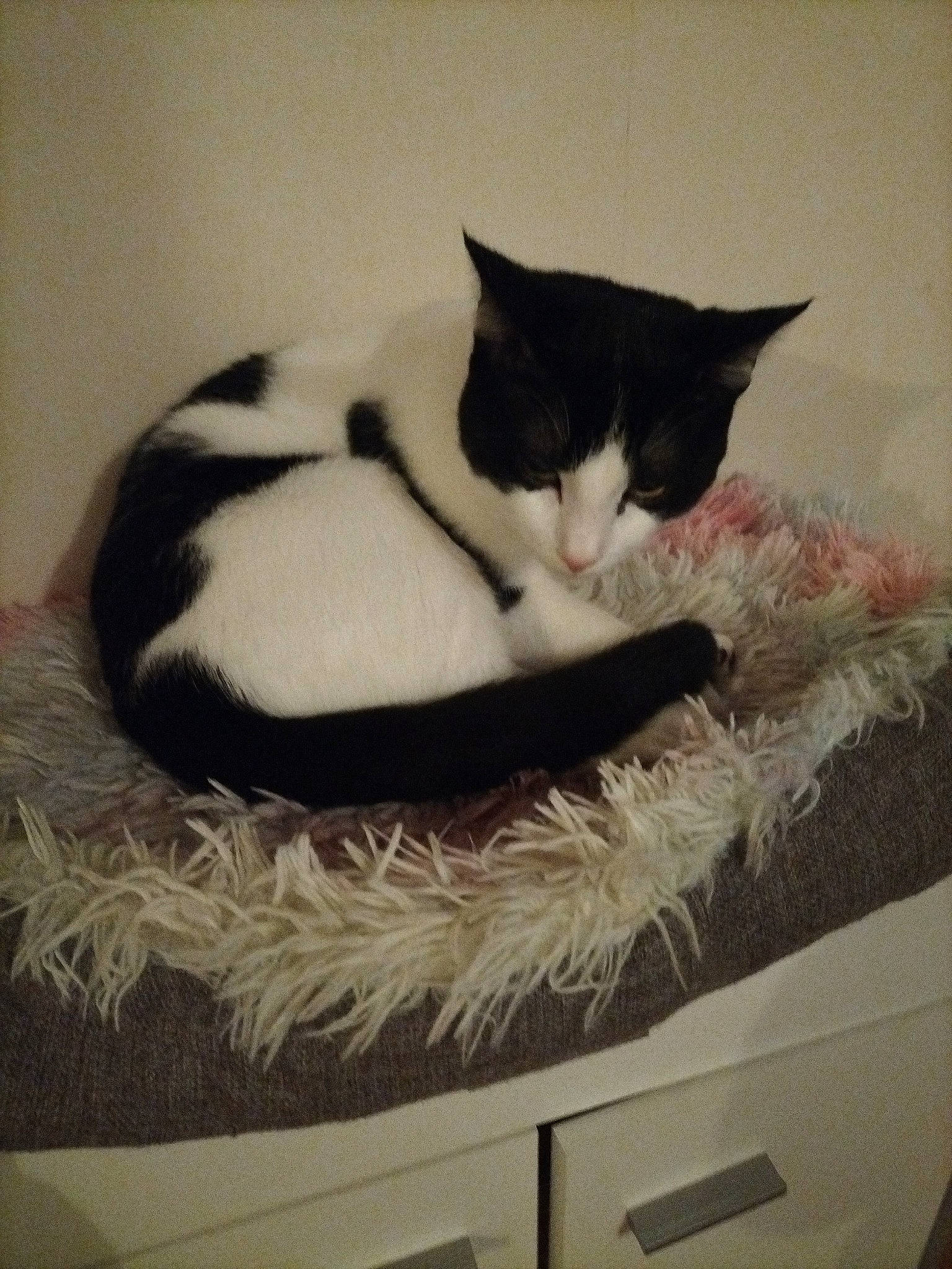 Pompon a rejoint le concours — aidez-le/la à gagner de superbes lots ! art, box, carnivore, cat, cat_bed, cat_supply, comfort, domestic_short_haired_cat, felidae, fur, grey, linens, paw, rectangle, room, small_to_medium_sized_cats, snout, tail, visual_arts, whiskers