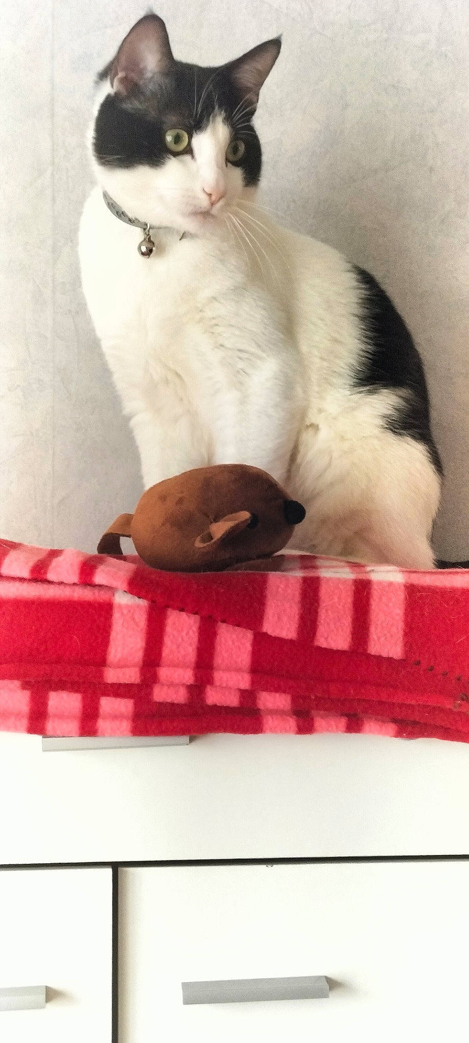 Pompon a rejoint le concours — aidez-le/la à gagner de superbes lots ! bedding, carnivore, cat, cat_supply, comfort, domestic_short_haired_cat, fawn, felidae, fur, linens, magenta, pattern, paw, pet_supply, pink, rectangle, small_to_medium_sized_cats, snout, tail, whiskers