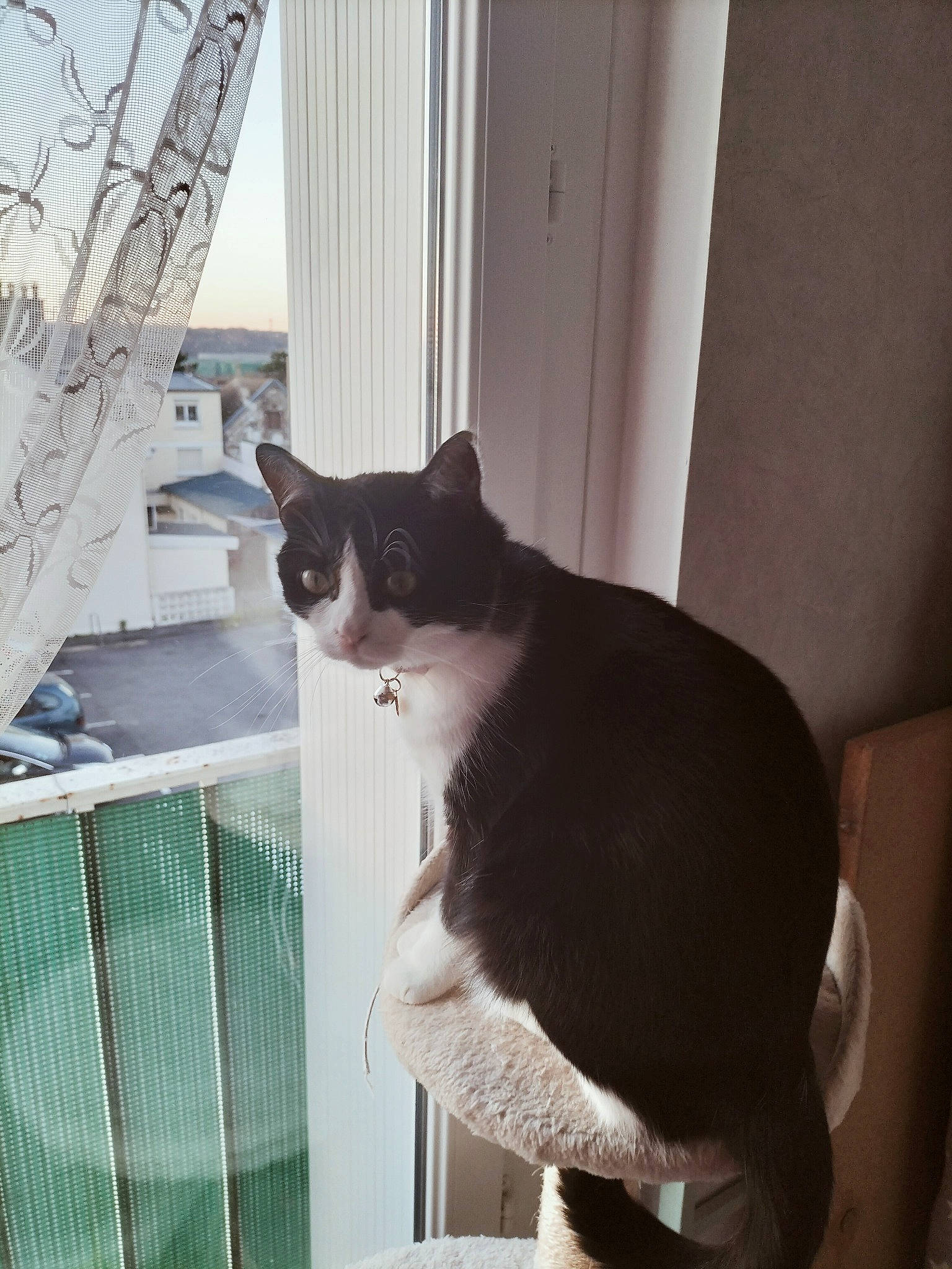 Lola a rejoint le concours — aidez-le/la à gagner de superbes lots ! carnivore, cat, comfort, curtain, domestic_short_haired_cat, felidae, fur, monochrome, monochrome_photography, pet_supply, sitting, small_to_medium_sized_cats, snout, stairs, tail, whiskers, window, window_covering, window_treatment, wood