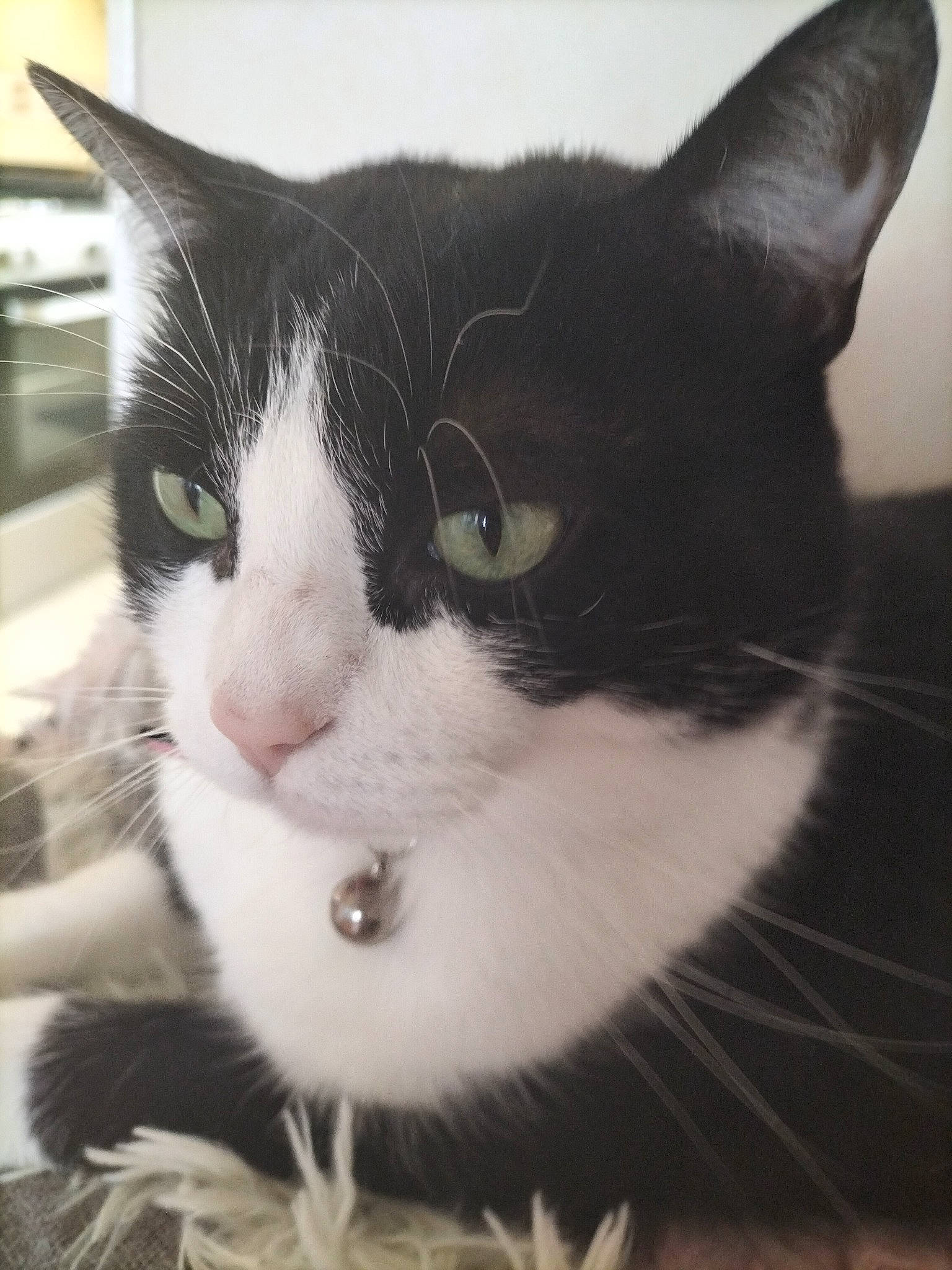 Lola participe au concours pour gagner de l'argent avec cette photo : black_cat, carnivore, cat, comfort, domestic_short_haired_cat, eye, felidae, foot, fur, hair, iris, mammal, monochrome_photography, sitting, small_to_medium_sized_cats, snout, tail, tree, whiskers, window