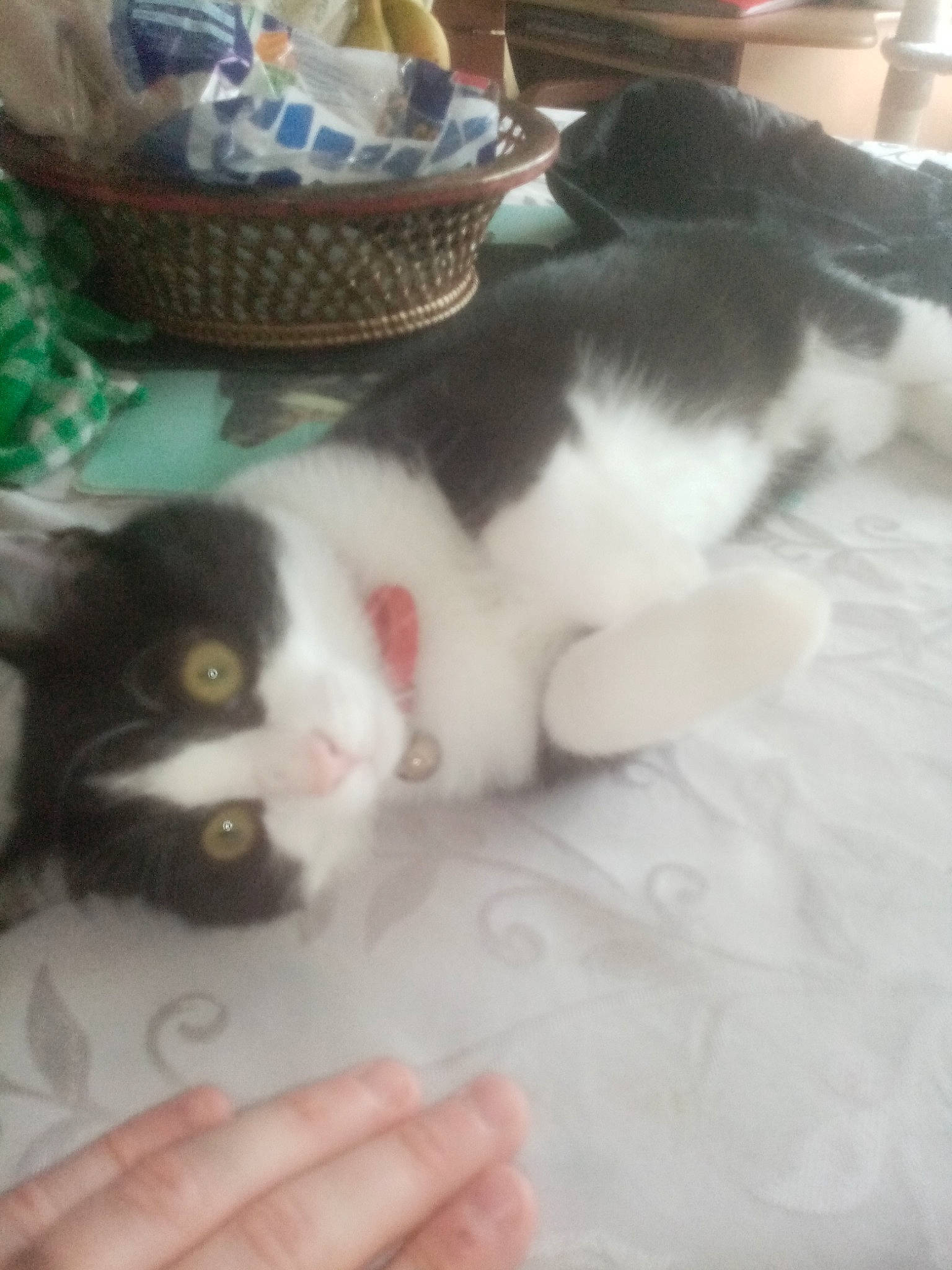 Lola participe au concours pour gagner de l'argent avec cette photo : basket, carnivore, cat, claw, comfort, domestic_short_haired_cat, felidae, flooring, foot, fur, lap, luggage_and_bags, nail, paw, small_to_medium_sized_cats, snout, tail, whiskers