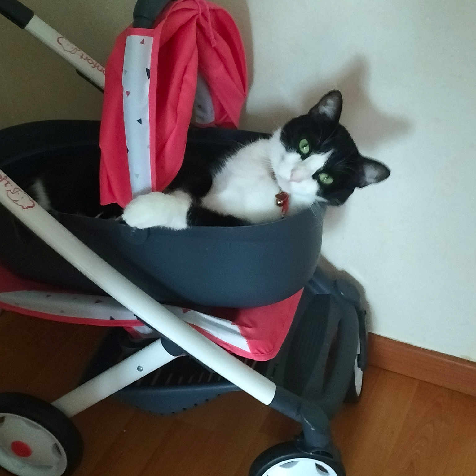 Lola