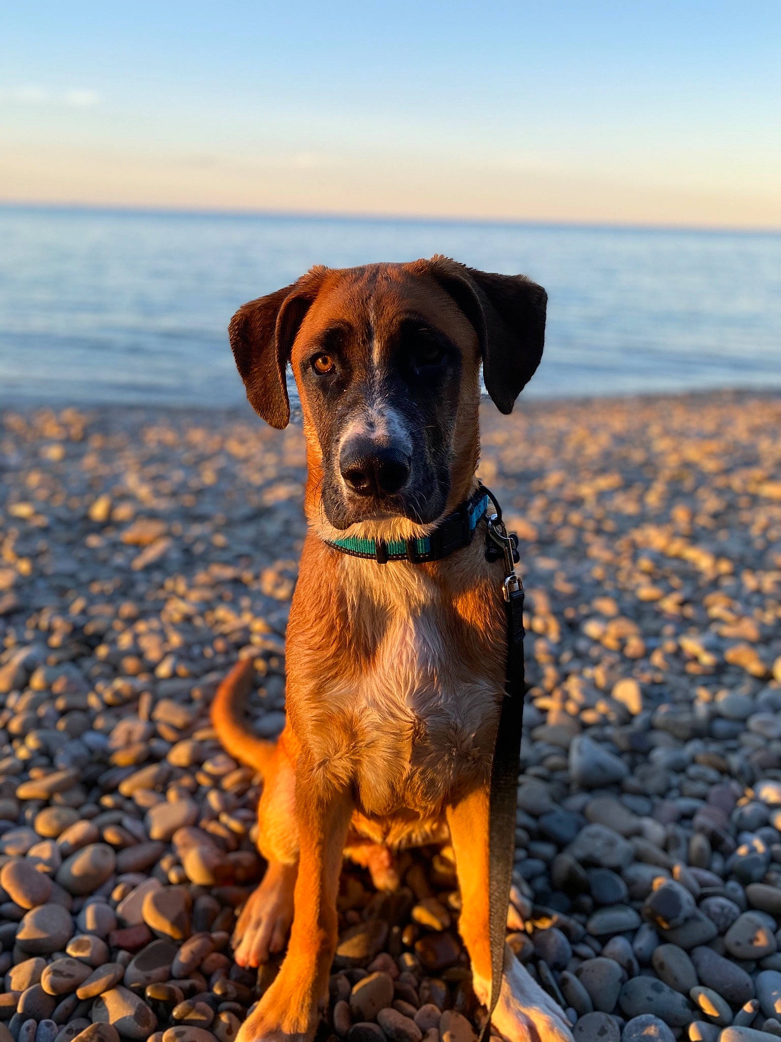 Ryder is registered to the contest to win money with this photo: beach, canidae, carnivore, collar, companion_dog, dog, dog_breed, dog_collar, fawn, horizon, lake, landscape, morning, plant, sky, snout, soil, sporting_group, water, working_animal