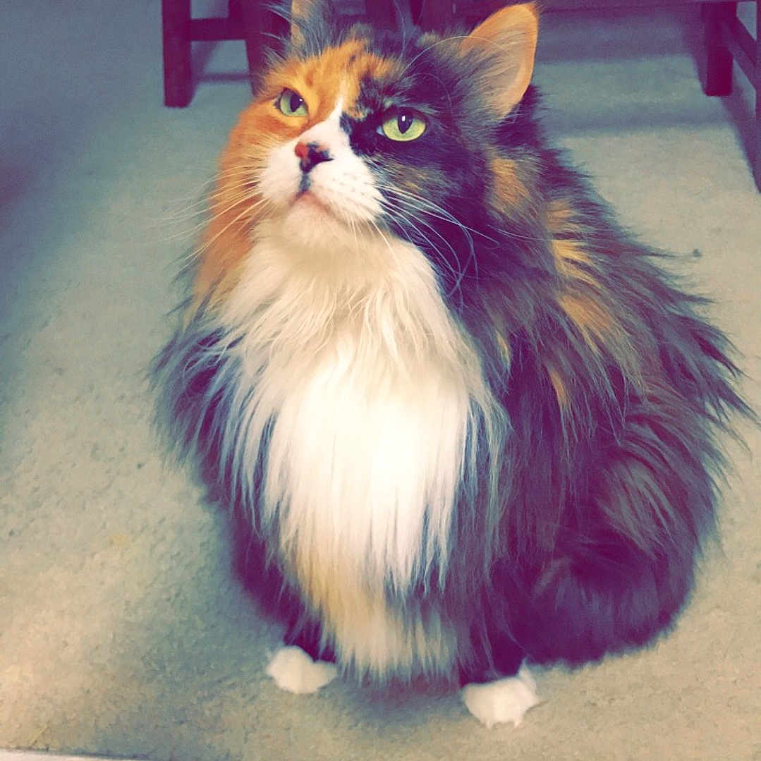 Kota