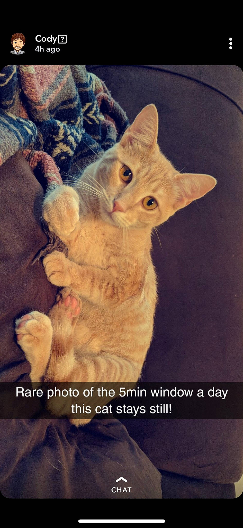 Pumpkin joined the competition — help win amazing prizes! aegean_cat, arabian_mau, asian, carnivore, cat, domestic_short_haired_cat, european_shorthair, fawn, felidae, german_rex, gesture, joy, kitten, oriental_longhair, person, photo_caption, photography, polydactyl_cat, small_to_medium_sized_cats, tabby_cat