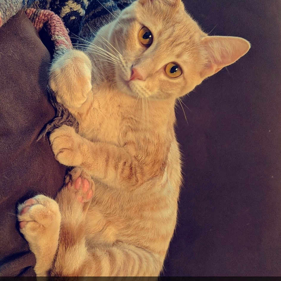 Pumpkin joined the competition — help win amazing prizes! aegean_cat, arabian_mau, asian, carnivore, cat, domestic_short_haired_cat, european_shorthair, fawn, felidae, german_rex, gesture, joy, kitten, oriental_longhair, person, photo_caption, photography, polydactyl_cat, small_to_medium_sized_cats, tabby_cat
