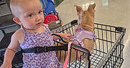 Emorie is registered to the contest to win money with this photo: toddler, child, baby, dog, pet_store, shopping_cart, harness, purple_dress, sitting, portrait, face, eyes, ears, indoor, retail, store, pet_supplies, leash, shopping, animal