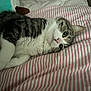 animal, bed, cat, closeup, cozy, curious, cute, domestic_cat, feline, indoor, pet, pink, resting, sleepy, soft, striped_blanket, tabby, whiskers, white, white_fur