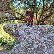 Alba a rejoint le concours — aidez-le/la à gagner de superbes lots ! puppy, dog, rock, outdoor, nature, tree, sunlight, collar, leash, shade, grass, plant, canine, animal, pet, bark, forest, moss, happy, sitting