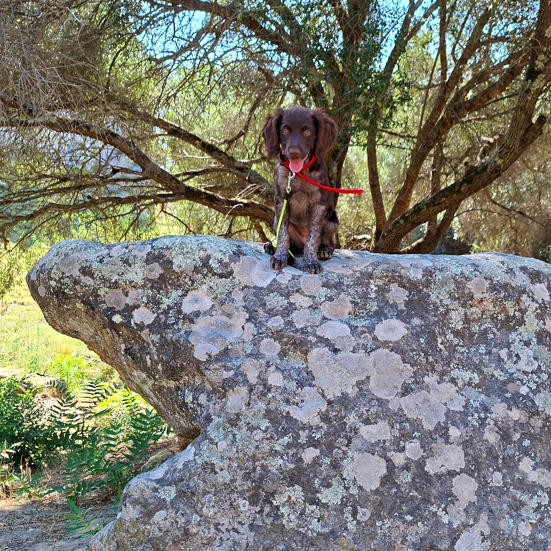Alba a rejoint le concours — aidez-le/la à gagner de superbes lots ! animal, bark, canine, collar, dog, forest, grass, happy, leash, moss, nature, outdoor, pet, plant, puppy, rock, shade, sitting, sunlight, tree