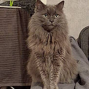 Olympe participe au concours pour gagner de l'argent avec cette photo : cat, fluffy_cat, gray_cat, long_hair, pet, animal, sitting, portrait, indoors, home, couch, cushion, furniture, whiskers, ears, eyes, serious_expression, fur, cozy, photography