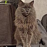 cat, fluffy_cat, gray_cat, long_hair, pet, animal, sitting, portrait, indoors, home, couch, cushion, furniture, whiskers, ears, eyes, serious_expression, fur, cozy, photography