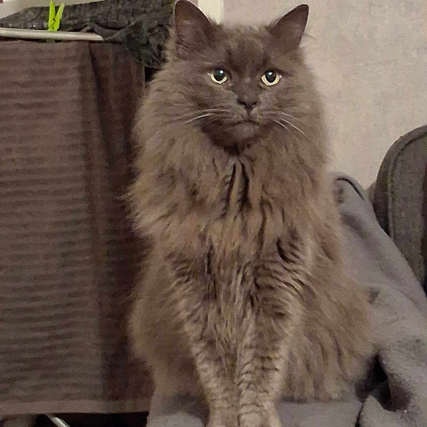 Olympe