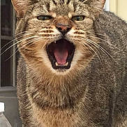 Yank is registered to the contest to win money with this photo: cat, tabby, animal, pet, feline, mouth_open, teeth, whiskers, fur, ears, close_up, indoor, water_bottle, expression, face, mouth, tongue, eyes, background, domestic