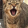 cat, tabby, animal, pet, feline, mouth_open, teeth, whiskers, fur, ears, close_up, indoor, water_bottle, expression, face, mouth, tongue, eyes, background, domestic