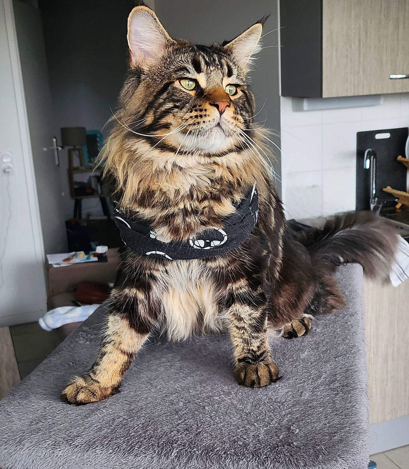 Uri a rejoint le concours — aidez-le/la à gagner de superbes lots ! box, cabinetry, carnivore, cat, chair, claw, domestic_short_haired_cat, door, drawer, felidae, flooring, fur, paw, shelf, sitting, small_to_medium_sized_cats, snout, tail, terrestrial_animal, whiskers