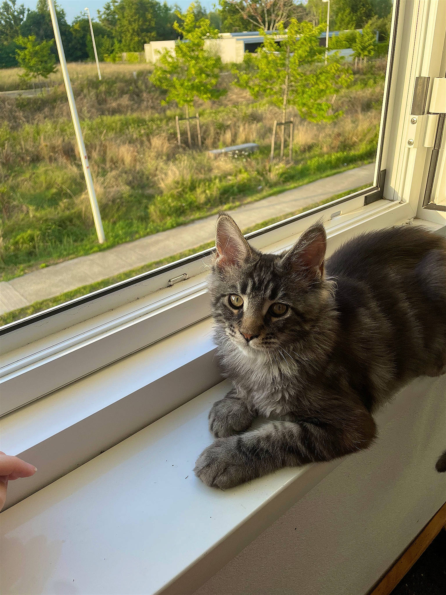 Uri participe au concours pour gagner de l'argent avec cette photo : carnivore, cat, domestic_short_haired_cat, door, felidae, fur, grass, metal, paw, plant, road_surface, roof, sitting, small_to_medium_sized_cats, snout, tail, tree, whiskers, window, wood