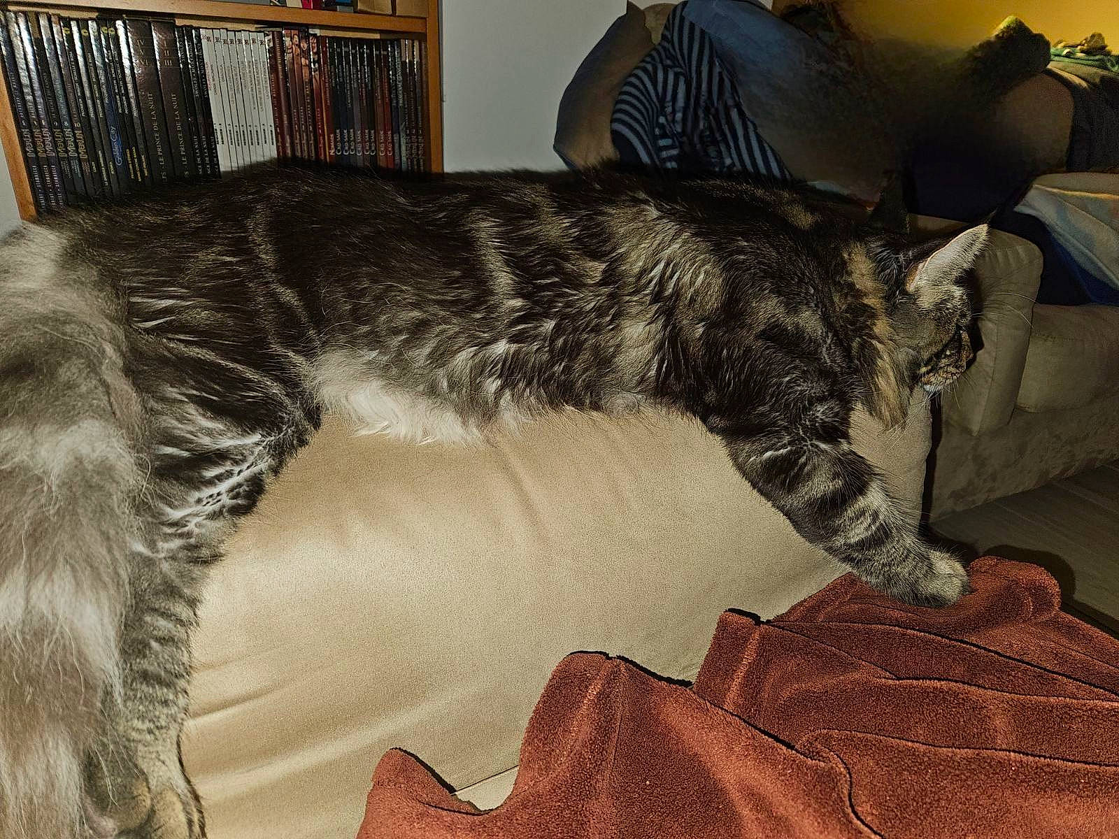 Uri participe au concours pour gagner de l'argent avec cette photo : canidae, carnivore, cat, claw, comfort, companion_dog, couch, dog_breed, domestic_short_haired_cat, felidae, fur, nap, paw, room, small_to_medium_sized_cats, snout, sporting_group, tail, terrestrial_animal, whiskers