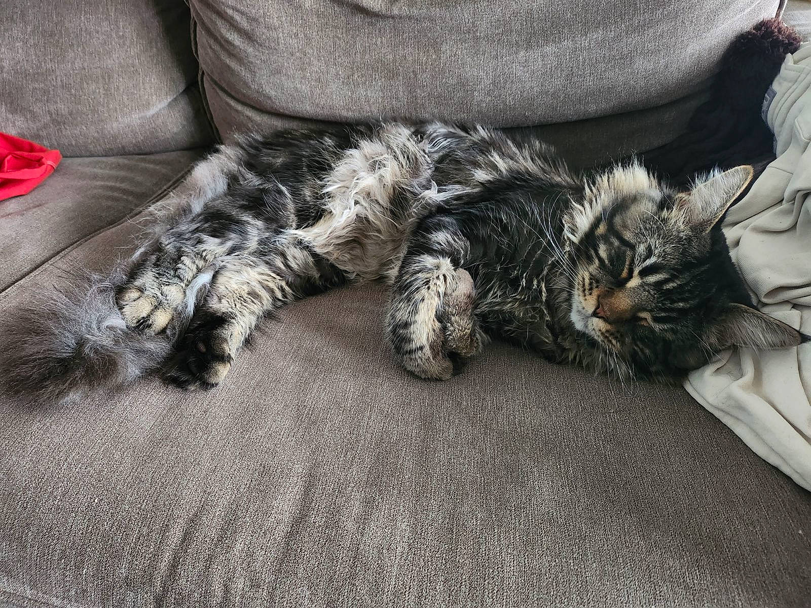 Uri a rejoint le concours — aidez-le/la à gagner de superbes lots ! canidae, carnivore, cat, claw, comfort, domestic_short_haired_cat, felidae, flooring, fur, grey, human_leg, nap, paw, sleep, small_to_medium_sized_cats, snout, sporting_group, tail, terrestrial_animal, whiskers