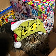 Jaspurr joined the competition — help win amazing prizes! cat, grinch_hat, santa_hat, cardboard_box, toy_box, fluffy_cat, tabby_cat, holiday, christmas, festive, indoor, pet, animal, feline, whiskers, cute, holiday_hat, unimpressed, brown_cat, white_paws