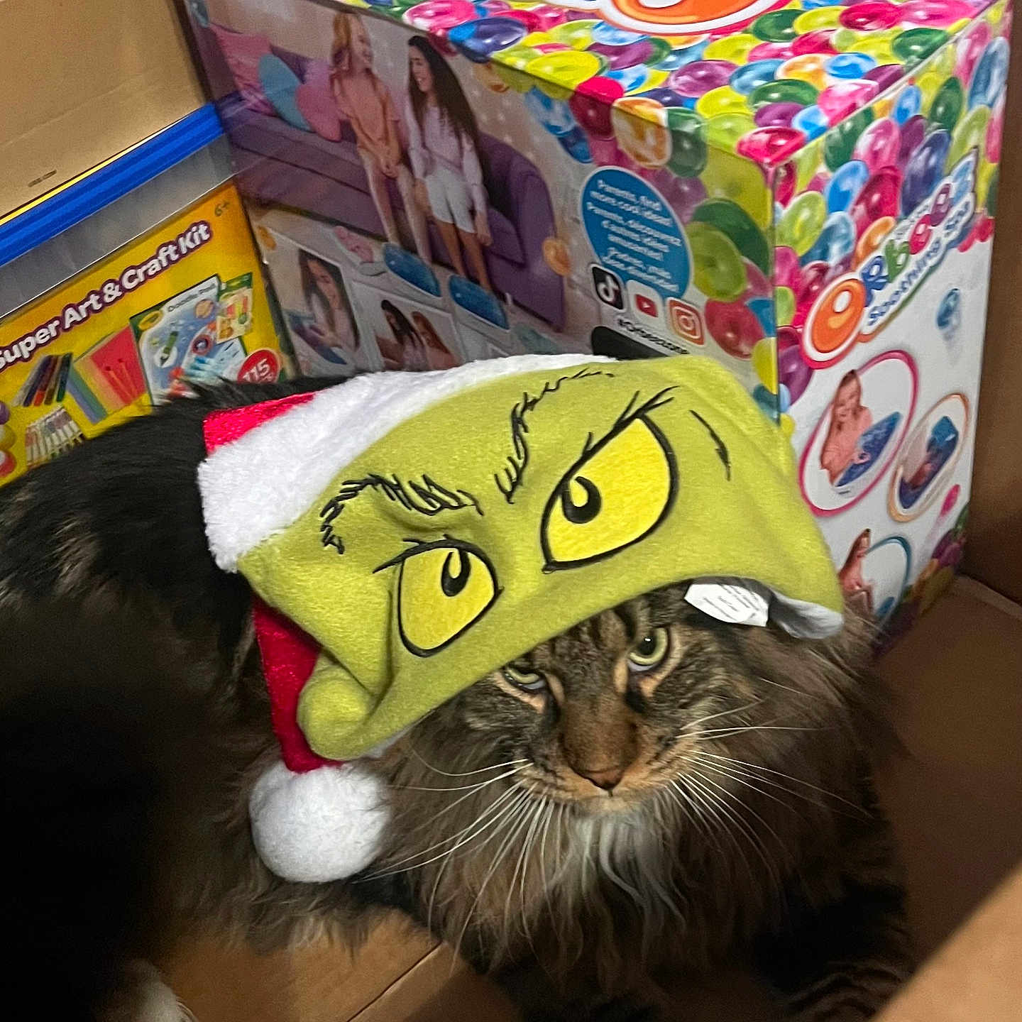 Jaspurr joined the competition — help win amazing prizes! animal, brown_cat, cardboard_box, cat, christmas, cute, feline, festive, fluffy_cat, grinch_hat, holiday, holiday_hat, indoor, pet, santa_hat, tabby_cat, toy_box, unimpressed, whiskers, white_paws