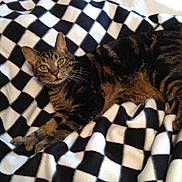 Towmator is registered to the contest to win money with this photo:
