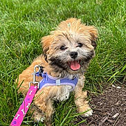 Layla is registered to the contest to win money with this photo: puppy, dog, grass, leash, harness, outdoor, pet, happy, smiling, tongue_out, brown, black, tan, fur, small_dog, nature, playful, young_dog, sunny, cute