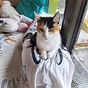 Arya a rejoint le concours — aidez-le/la à gagner de superbes lots ! cat, calico_cat, pet, animal, indoor, bed, plush_toy, clothing, window, natural_light, white, black, orange, feline, domestic_animal, resting, curious, soft_texture, home, cozy