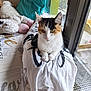 cat, calico_cat, pet, animal, indoor, bed, plush_toy, clothing, window, natural_light, white, black, orange, feline, domestic_animal, resting, curious, soft_texture, home, cozy