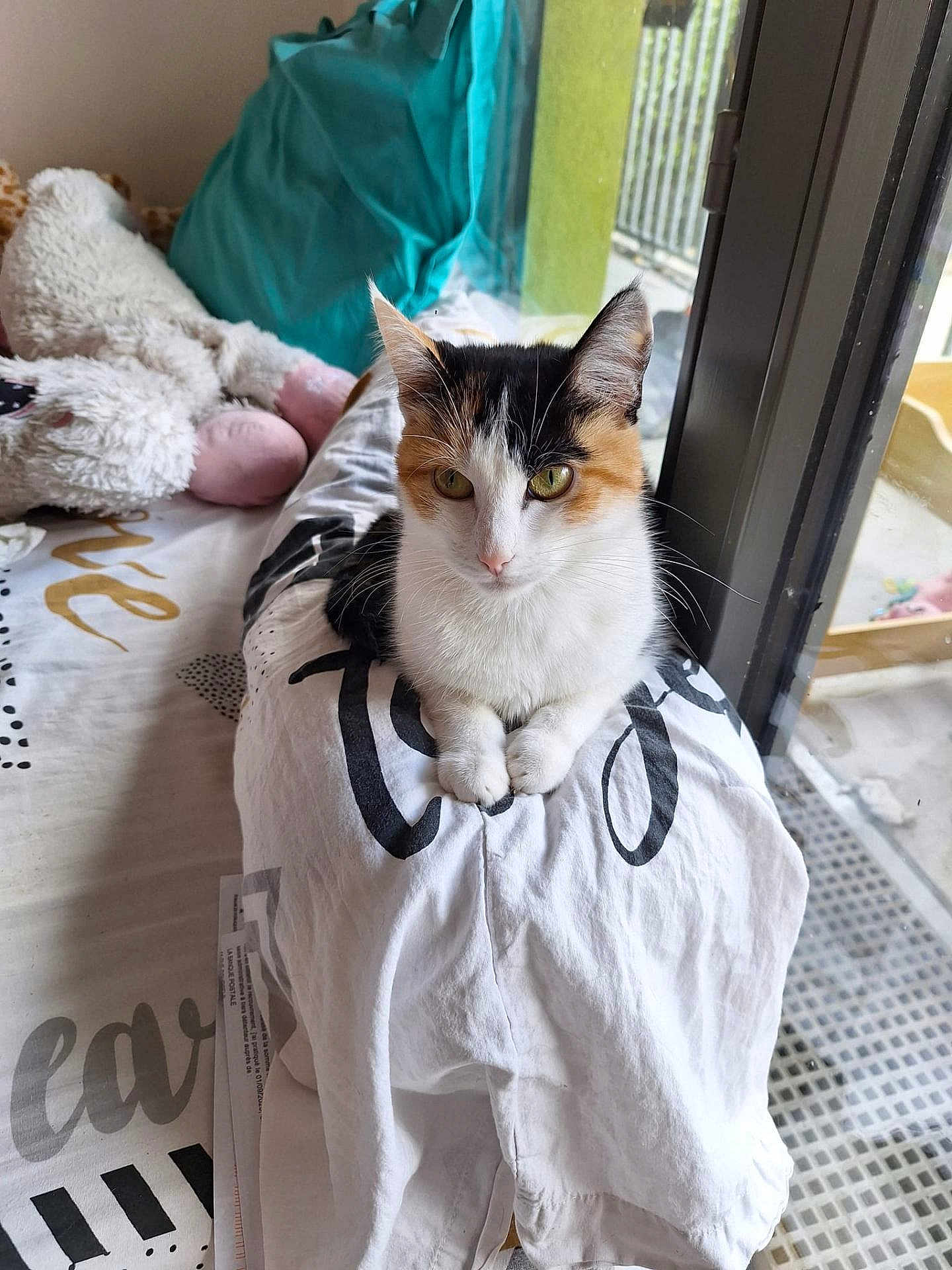 Arya a rejoint le concours — aidez-le/la à gagner de superbes lots ! cat, calico_cat, pet, animal, indoor, bed, plush_toy, clothing, window, natural_light, white, black, orange, feline, domestic_animal, resting, curious, soft_texture, home, cozy