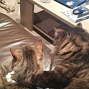 Pataras a rejoint le concours — aidez-le/la à gagner de superbes lots ! animal, cat, computer, computerhardware, computerkeyboard, couch, desk, electronics, face, furniture, hardware, head, laptop, monitor, pc, person, photography, portrait, screen, table