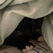 Lune participe au concours pour gagner de l'argent avec cette photo : animal, bedspread, black_cat, blanket, cat, comfort, cozy, cute, feline, floral_pattern, hiding, indoor, paws, pet, quiet, resting, shadow, sleeping_area, soft, whiskers
