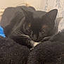 Lune participe au concours pour gagner de l'argent avec cette photo : animal, bedroom, black_cat, blanket, cat, closeup, cozy, cute, domestic_cat, feline, fur, furry, indoor, pet, relaxing, resting, sleepy, wallpaper, whiskers, white_whiskers
