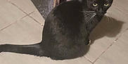 Lune participe au concours pour gagner de l'argent avec cette photo : animal, black_cat, cat, curious, cute, decor, domestic_cat, feline, floor, green_leaf, household, indoor, looking_back, night, pet, shadow, sitting, tail, tile_floor, whiskers