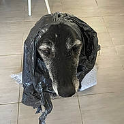 Calin a rejoint le concours — aidez-le/la à gagner de superbes lots ! animal, black, canine, closeup, dog, expression, face, floor, furniture, gray, indoor, legs, muzzle, pet, plastic_bag, sad, sitting, tile, white_hair, wrapped