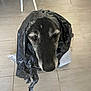 animal, black, canine, closeup, dog, expression, face, floor, furniture, gray, indoor, legs, muzzle, pet, plastic_bag, sad, sitting, tile, white_hair, wrapped