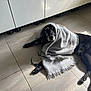 Calin participe au concours pour gagner de l'argent avec cette photo : black_dog, blanket, blanket_covered, cabinet, canine, cozy, dog, floor, fur, home, indoors, laying_down, light, paw, pet, quiet, relaxed, resting, shadow, tile
