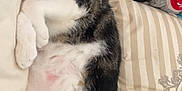 étoile a rejoint le concours — aidez-le/la à gagner de superbes lots ! animal, bed, cat, cozy, cute, domestic, feline, fur, indoor, pet, pillow, plush_toy, relaxed, resting, sleeping, soft, striped_pillowcase, tabby, whiskers, white_fur