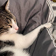 étoile a rejoint le concours — aidez-le/la à gagner de superbes lots ! blanket, cat, closeup, comfortable, cozy, domestic_animal, fur, gray, indoor, paw, pet, plush_toys, relaxation, resting, shelf, sleeping, soft, striped, tabby, white_fur