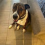 animal, black, brindle_coat, brown, canine, collar, companion, couch, dog, domestic_animal, friendly, happy, household, indoor, looking_up, pet, sitting, tile_floor, white, white_paws