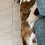 animal, brindle, canine, collar, comfort, couch, cozy, dog, domestic, fur, home, indoor, mammal, paw, pet, relaxed, resting, side_view, sleeping, tile_floor